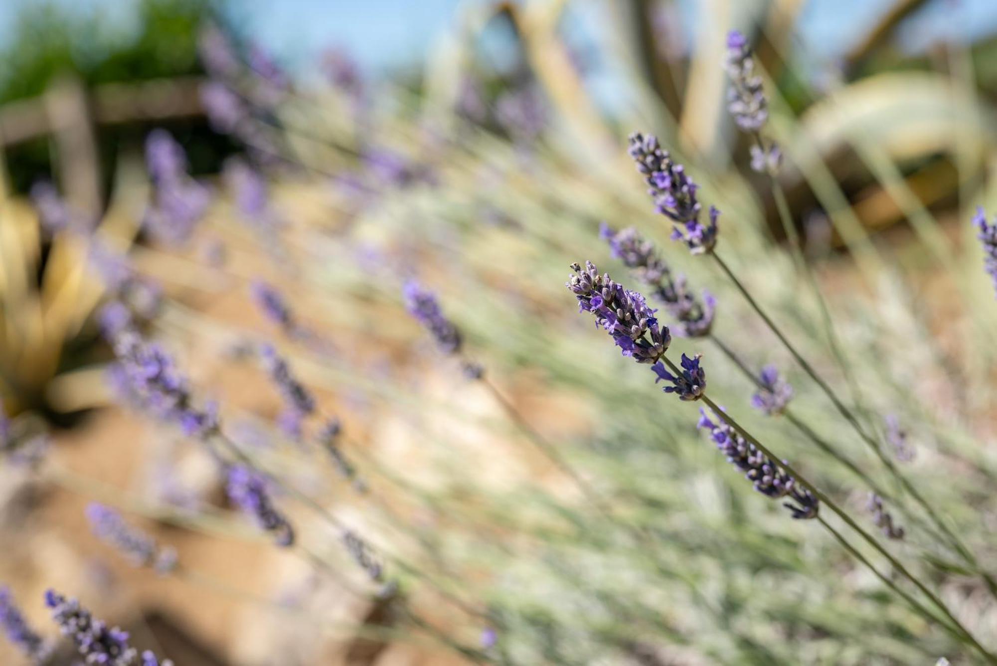 Agriturismo Bio Fattoria Bacio Certaldo Kültér fotó